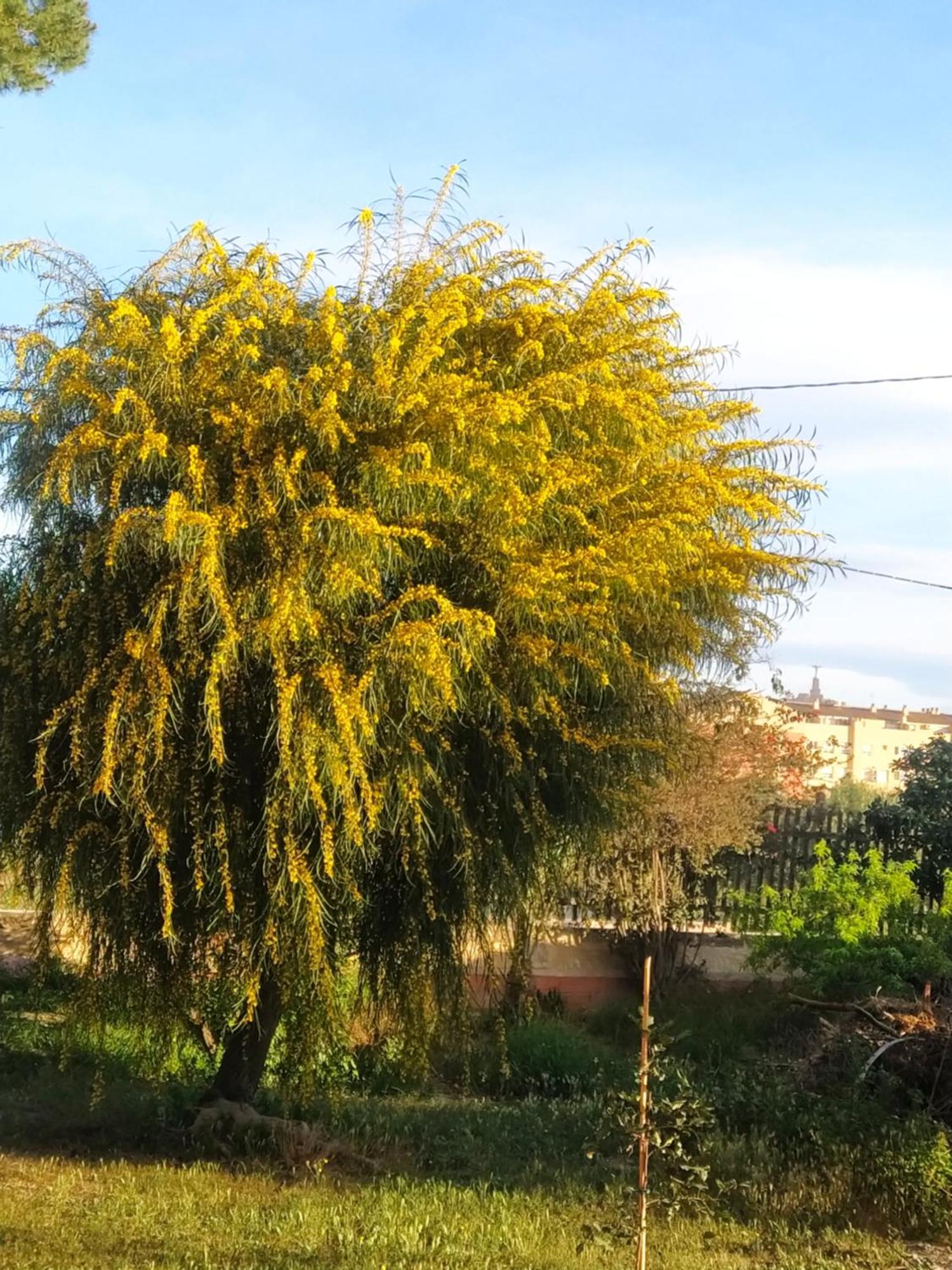 La Toscana Murcia Eksteriør billede